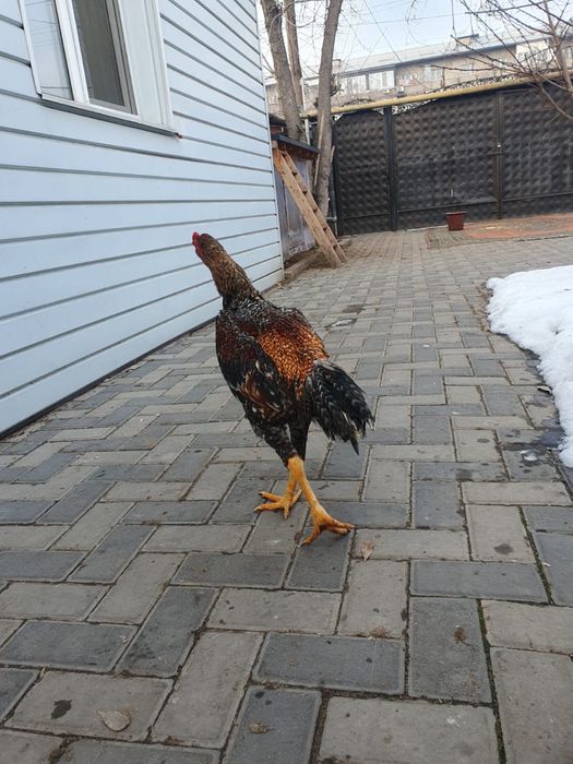 Петухи дакан бойцовые