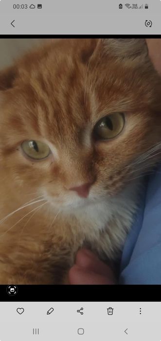 Ищем дом  для котенка