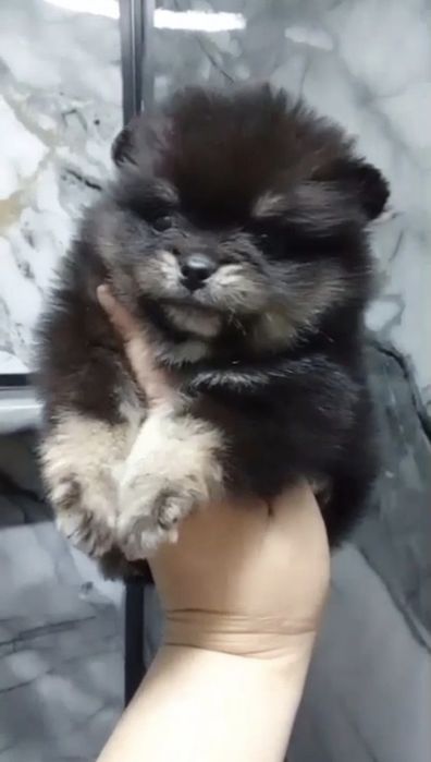 Померанский шпиц Супер мини, 2 мес, помиранский