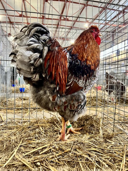 Oua Wiandotte Wyandotte albastru auriu rosu trimit prin curier campion