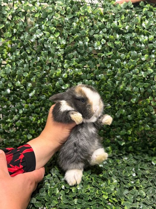 Қуён болалари.    .