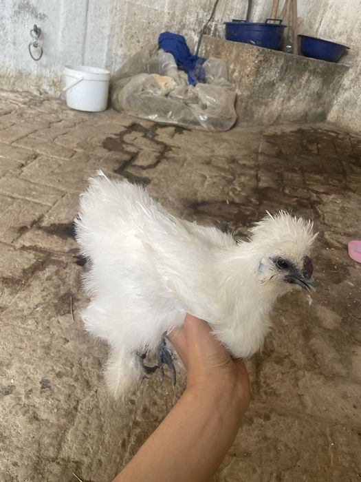 160 МИНГ Sholk 5panja Xuroz