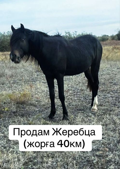 Продам Жеребец Жорға