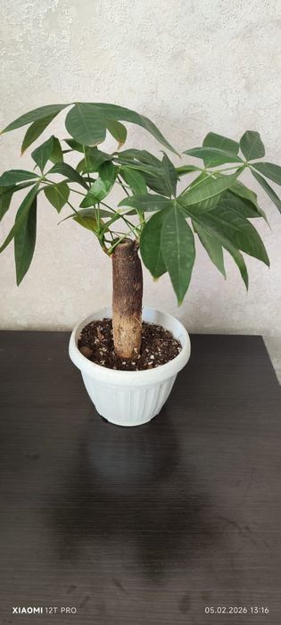 Продам пахиру баобаб