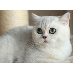 Продам британских котят