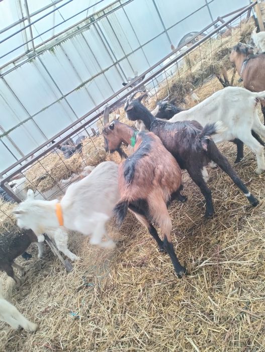 Vând capre originale