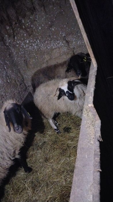 Vând tot ce se vede 35 mil .