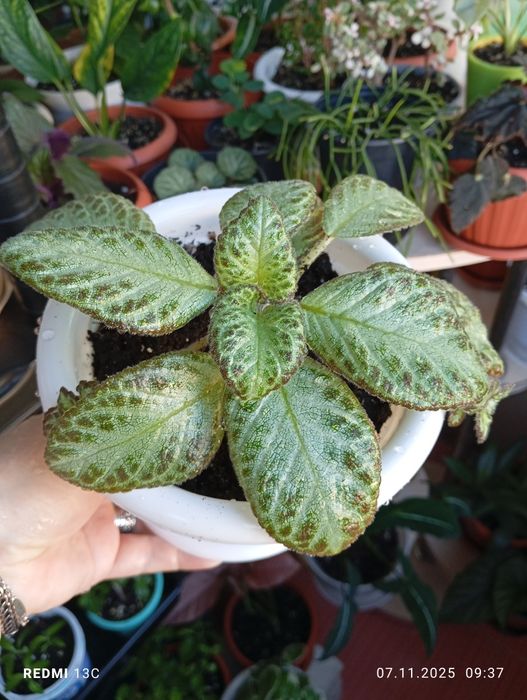 Растения разных сортов