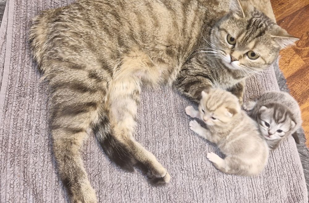 Шотландский котенок