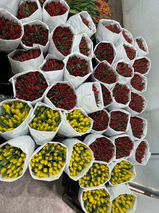 Тюльпаны премиум класса