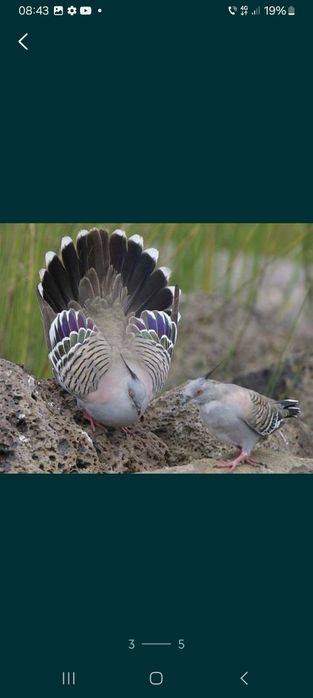 Turturele jamaica de pădure aripa de bronz senegal  alb și arlechin