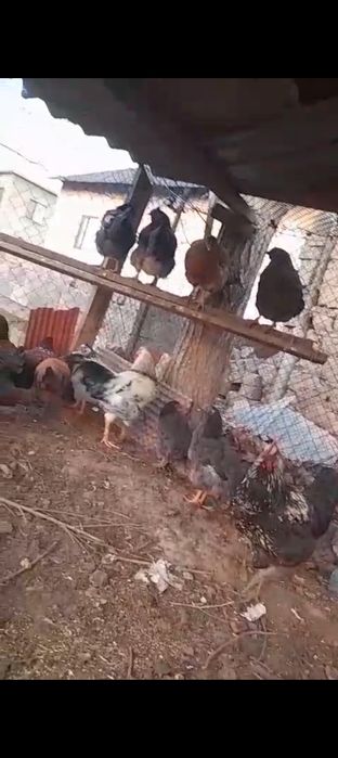 Куры ие петух оптом