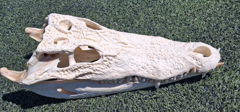 Последна оферта! Челюст КРОКОДИЛ с Документ за притежание по CITES