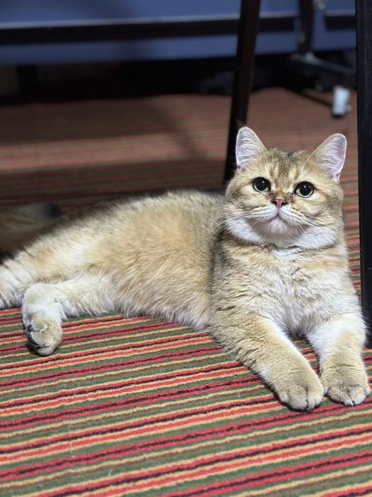 Сезонные скидки! Золотая шиншила на вязку!