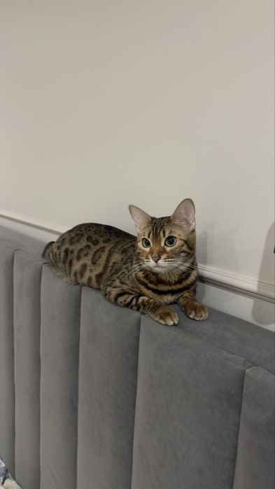 Бенгальская кошечка