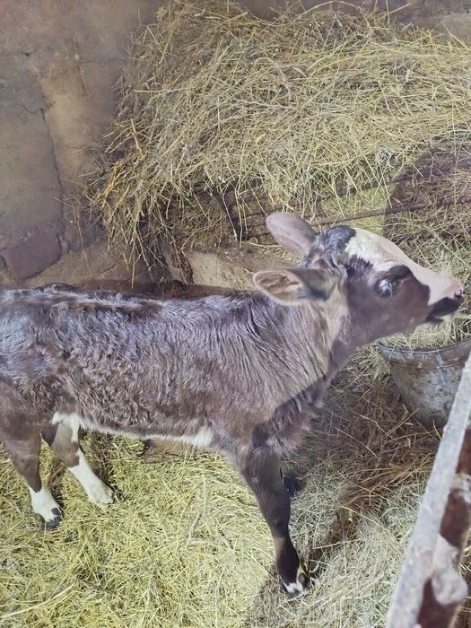 Продам тёлочку, возраст 1,5 месяца