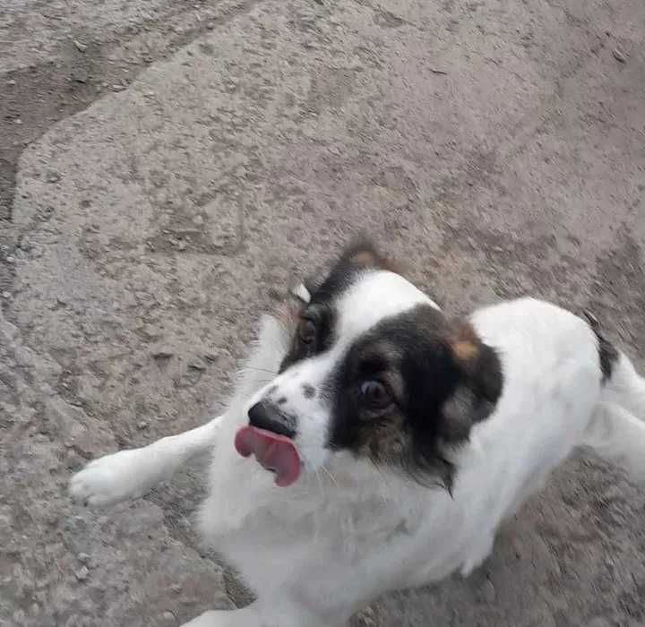 Собачку-девочку отдадим в добрые руки