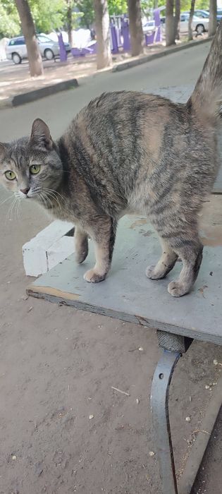 Кошечка на пристройство