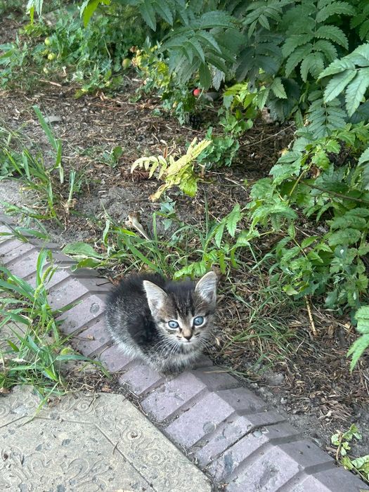 Отдам котят бесплатно