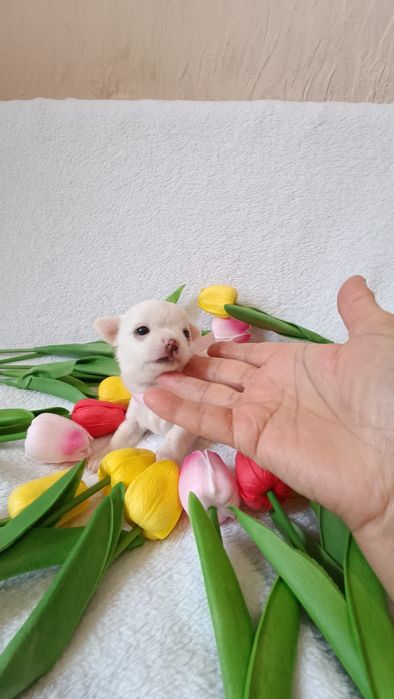 Щенок чихуахуа девочка