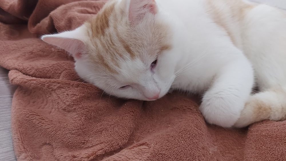 Мысық еркек 1 жас