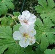 Продавам разсад - бял здравец