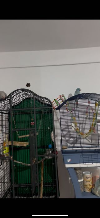 Pereche Micul Alexandru