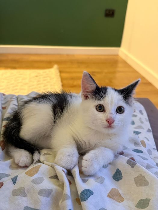 Котенок в добрые руки