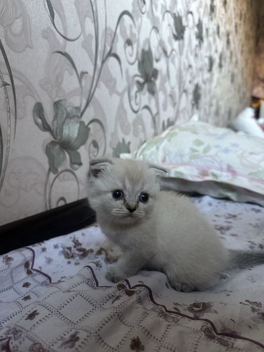 Кошки шеншеллааа