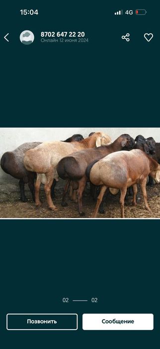 Кой кошкар токты баран