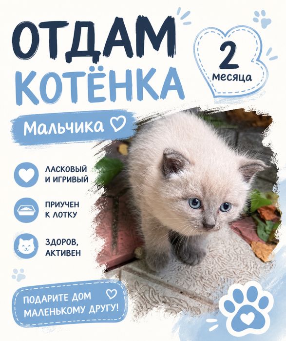 Отдам котенка мальчик