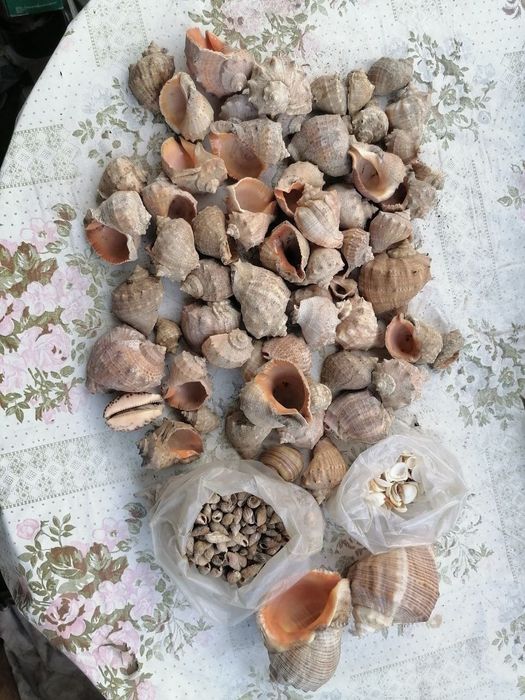 Натуральные морские ракушки