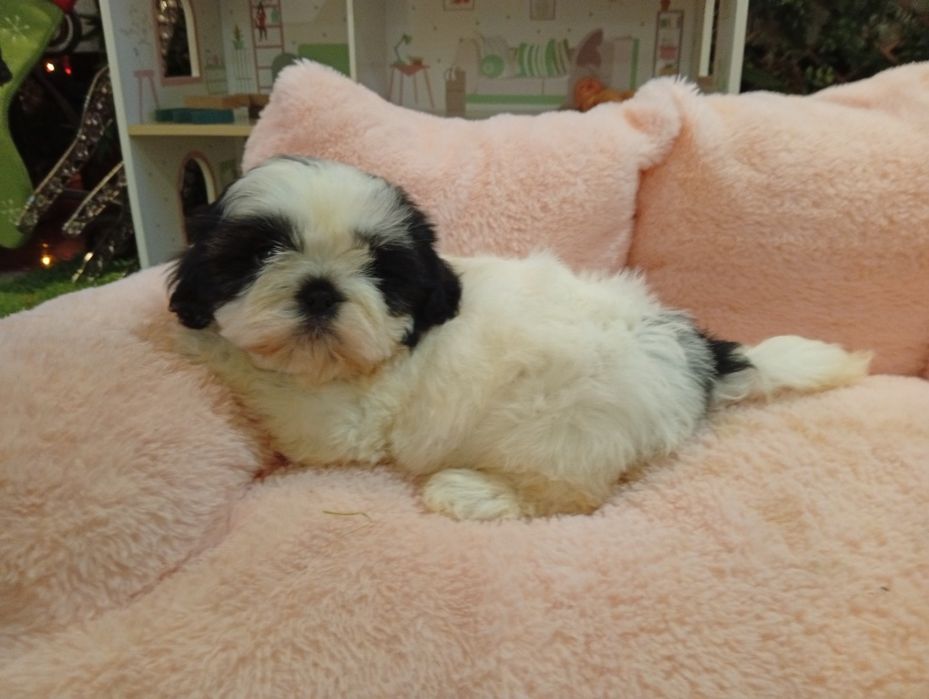 Shih tzu dragalasi
