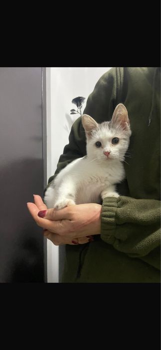 Отдам котят в добрые руки!