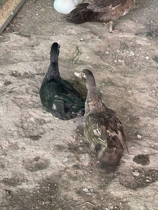 Продам индоутки срочно