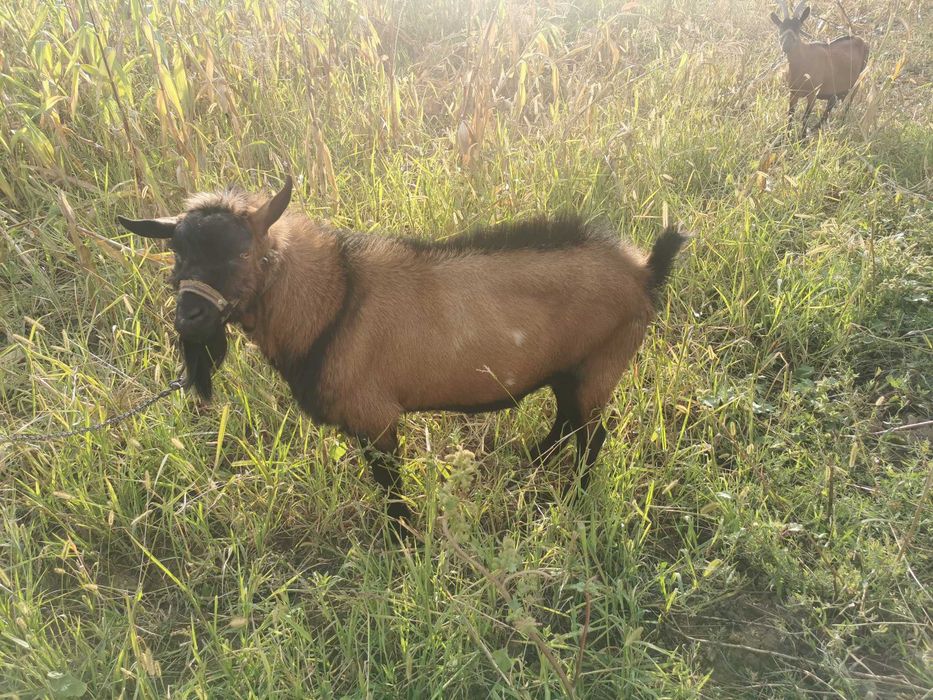 Animale api e franc3ze