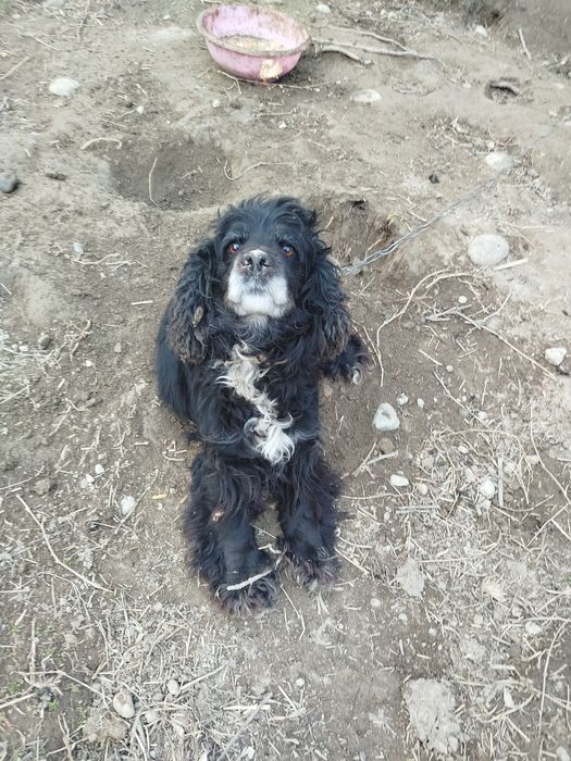 Русские спанел продам