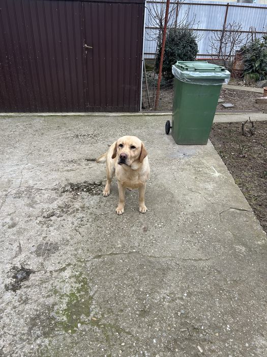 Vand labrador retriever cu  pedigree autentic și înregistrat  10 lei