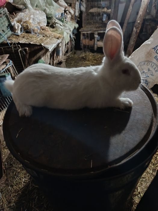 Hycole francez femela