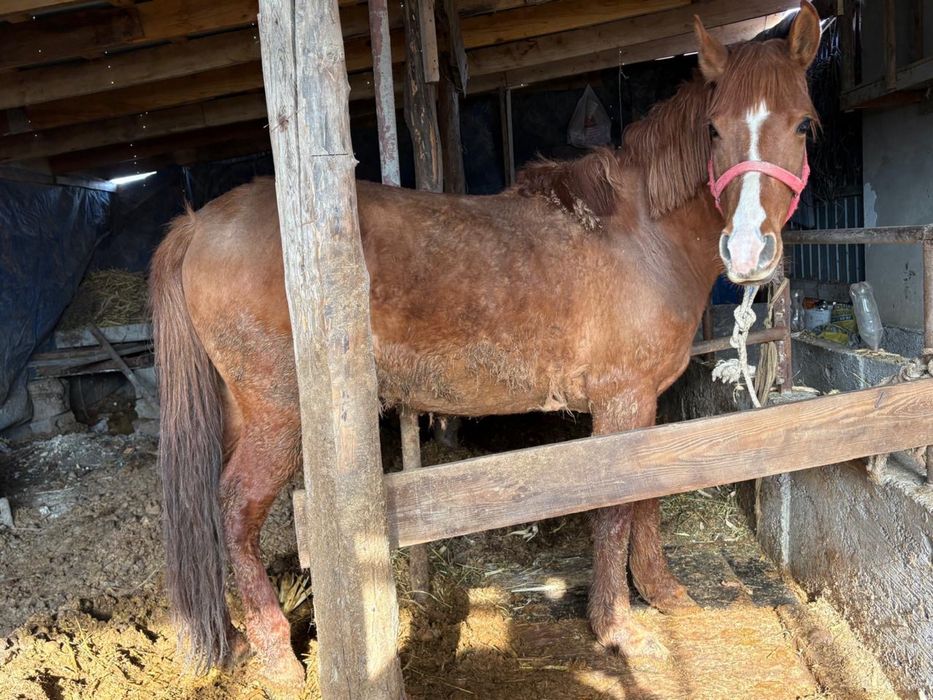 5 жасар мінгі айғыр