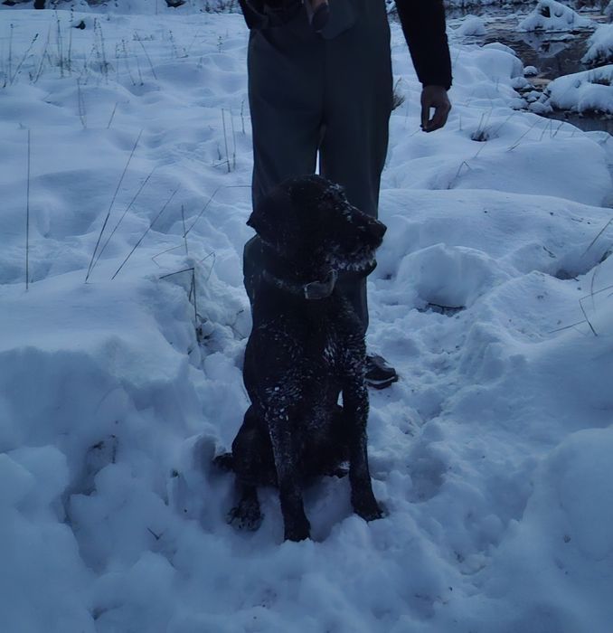 Продам Дратхаар суку рабочая