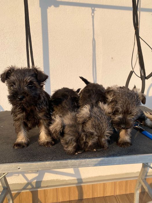 Мини Шнауцер ,Цверг Шнауцер