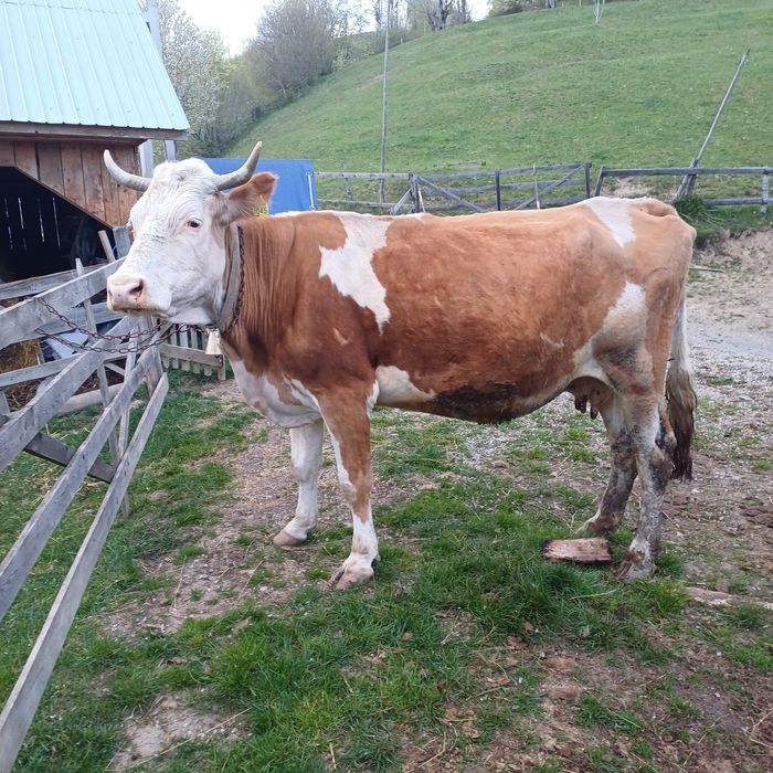 Vând vaca bălțată