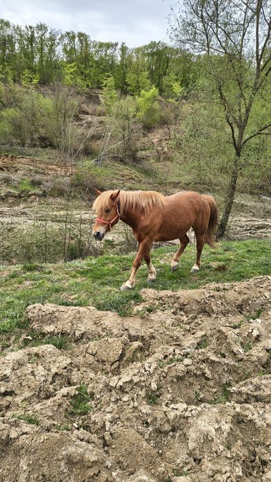 vând o iapă și un cal