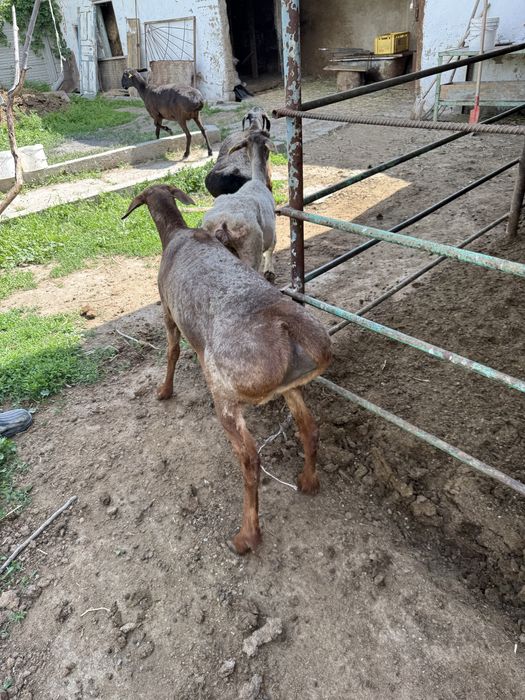 Продам откормленных баранов