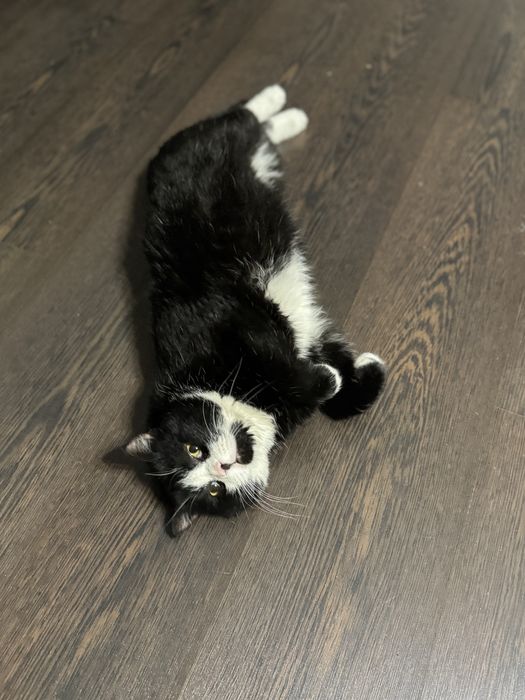 Отдам в хорошие, добрые  руки ,