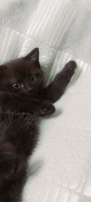 Котёнок Девочка В Добрые Руки