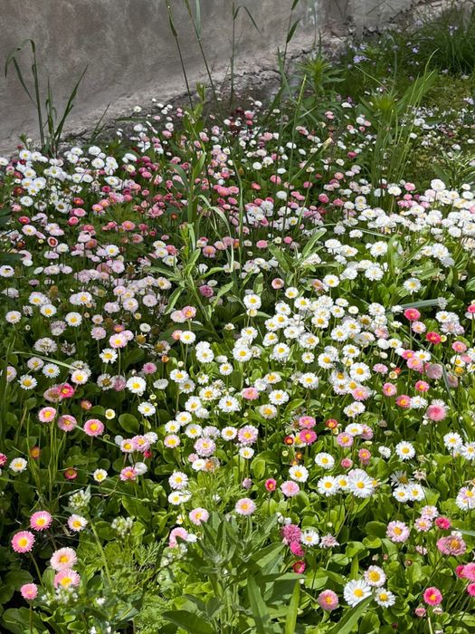 Широкий ассортимент расстений г Астана