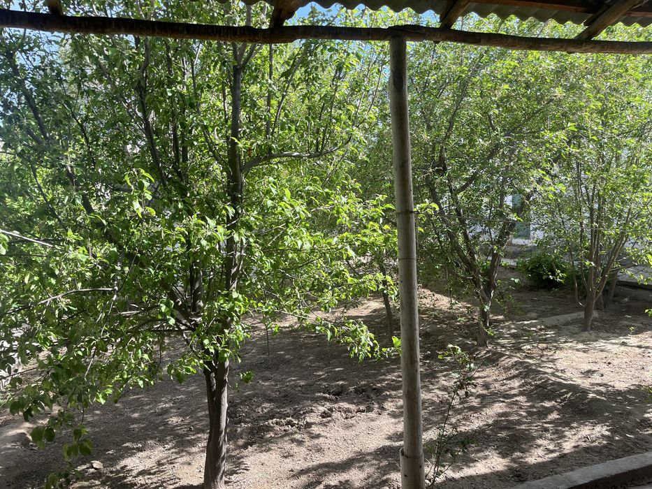 Нокис каласы Шымбай Шайханада жай сатылады