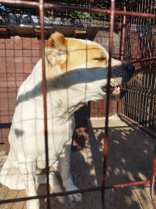 Dresaj canin și pui